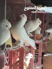  1 Healthy Pigeons