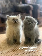  1 متاح قطط سكوتش