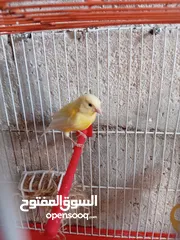  12 والأنثى ليموني معبيه مع قفص 3 معالف   مخلف كنار أنثى ليموني عمر 5 أشهر مع قفص السعر 15 بدون قفص.