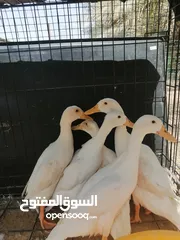  2 بط حجم كبير