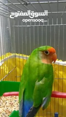  1 حبه روز للبيع   او للبدل
