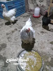  2 دجاجتين براهما امايات