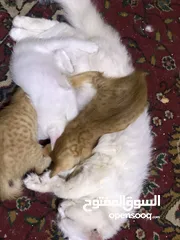  1 قطه للبيع ب75 وبيها مجال