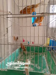  2 مخاليف كنار