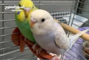  2 Love bird pair with baby