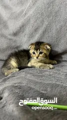 3 سكوتش فولد اناث وذكور شعر رمزي جدا