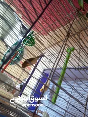  3 جوز شغال (فحل، طيرة)