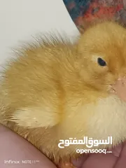  22 بطبوط بطه صوص مطعم    ا