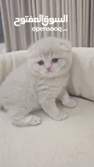  2 قطط بريتش للبيع
