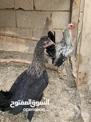  4 دجاج عرب اصلي للبيع