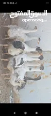  1 فراخ وز للبيع