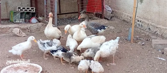  14 وز وبط للبيع او للبدل على صخله أو عبور مع دفع الفرق