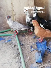  2 خمس حبات بالصلاة عالنبي بسعرر حررق