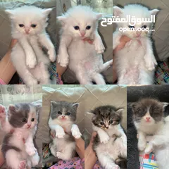  1 قطط شيرازيه، عمر 29 يوم. السعر 600 AED  Persian cats, 29 days old. 600 AED.