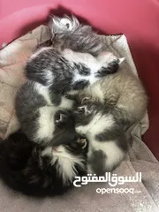  5 قطط مكس سكوتش وشيرازي للبيع