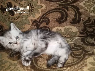 1 كتن ذكور للبيع  سكوتش ستريت غولدن بلاك تابي وا سكوتش ستريت سلفر