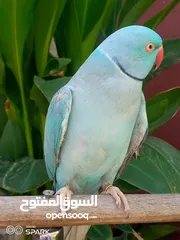  5 ببغاء دره تركواز ذكر طوق كامل أليف