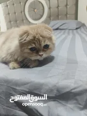  2 قط للبيع اقره الوصف