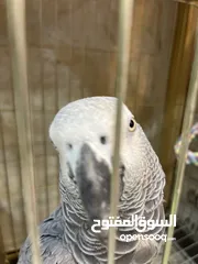  2 كاسكو اسطورة كلام بشر بصورة طير  اقرأ المواصفات جيدا ضروري معرفة مواصفات الطير