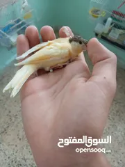  24 اقرى الوصف