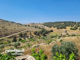  4 مزرعة في جرش للبيع من المالك مباشرة
