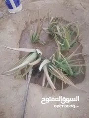  1 صبار كبار.