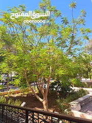  6 شقه بالعقبة .. فندق الجابر