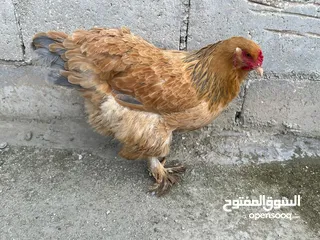  3 فرخة براهمه