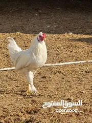  2 ديوجه للبيع