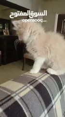  6 قط ذكر شنشيلا مميز عمره 65 يوم