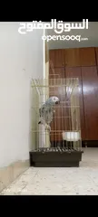  2 محمد القيسي