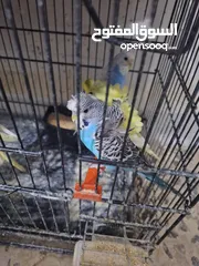  9 غرفة طيور حب هوغو وبردات انكليزي على هوغو للبيع بسعر حرق