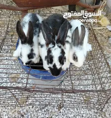  3 ارانب للبيع