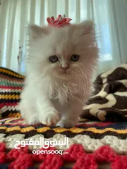  3 جاهزين لبيتهم الجديد سكوتش فولد العمر شهرين وعشر ايام متعودين ع دراي فود واللتر بوكس لعوبين حلوين لت