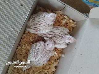  6 فراخ كوكتيل زق يدوي سحم الكفارات