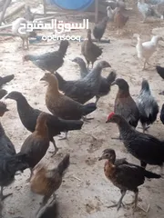  5 فراخ بلدي عمر شهرين ونص مطعمات جميع التطعيمات اي بي ولقاح ونيونكسل