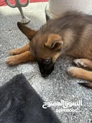  1 German Shepherd+ Husky