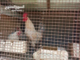  10 فقصات بحال الوكالة للبيع بيتو 2  وفقصتين  EGG 2