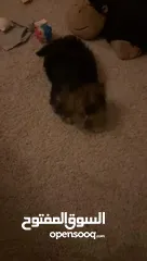  8 كلب yorkie puppy عمر ثلاث شهور