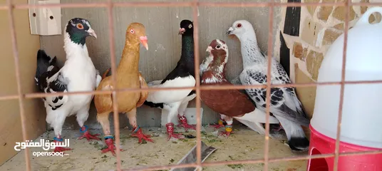  5 خمس فحول ضرب