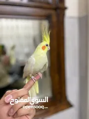  4 عصافير كوكتيل لللبيع