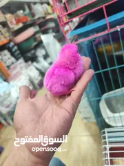  4 صوص ملون من إنتاج مزارع:  من قلب الطبيعة...