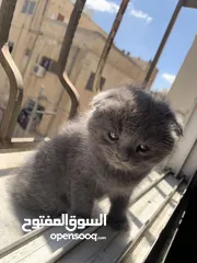  2 سكوتش فولد