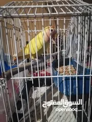  1 بسم الله ماشاء ...  لعشاق التميز فراخ روز احمر اوبلاين مستوى اول بفضل الله    العمر 80 يوم تقريبا