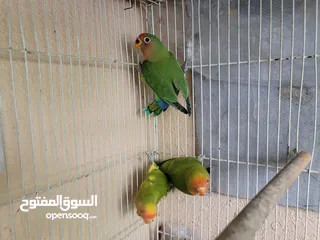  5 Love birds