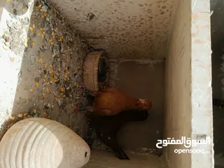  6 طيور حمام للبيع