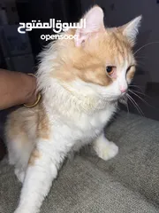  7 British Longhair Cat 100% Free Adoption