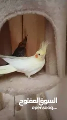  4 ببغاء كوكتيل اليف