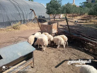  4 عبر العدد 10 أعمار ثلاث شهور  شكل و لون وسر طيب تسمم غذائي عبر عز المقنوي و الربط من نصيب الشراي