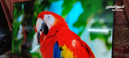  1 شاشه سامسونج 65 سمارت